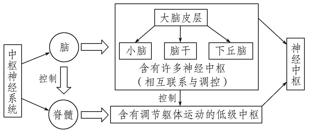 也就是膀胱内尿满了就会排出,没有控制的意识,那么婴儿的排尿反射的