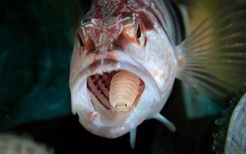 这条鱼的余生只能使用缩头鱼虱作为其舌头了